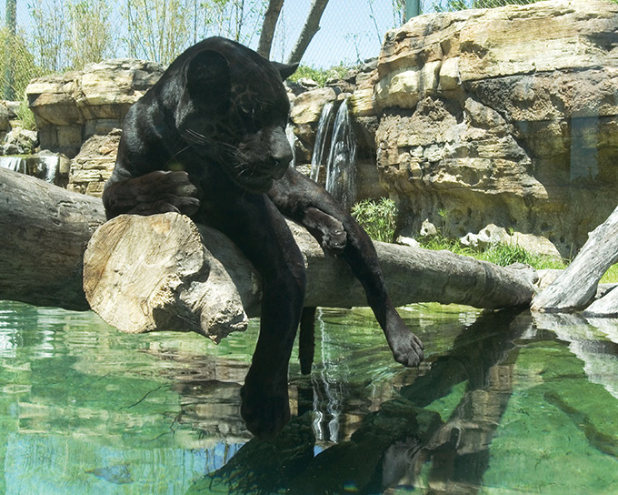 Jaguar at Jacksonville Zoo