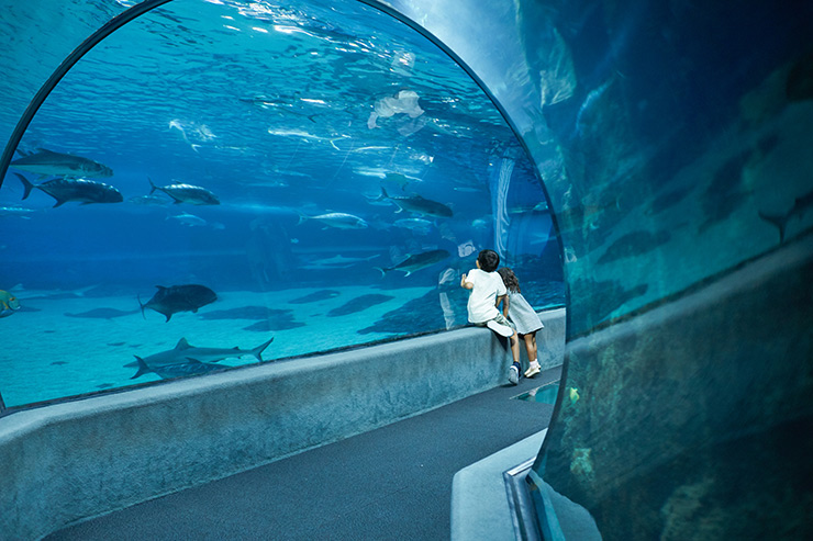 Maui Ocean Center aquarium