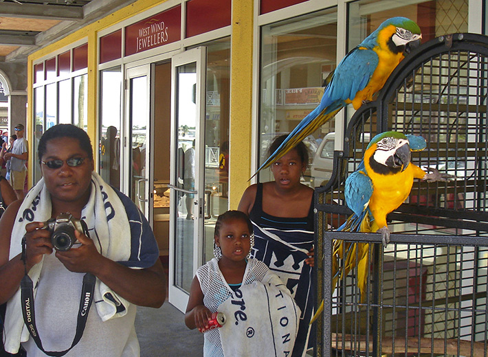 Photographing parrots at jewelry shop, Grand Cayman Attractions
