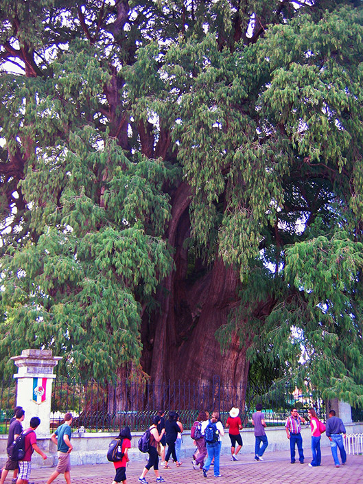 El Arbol de Tule, the giant tree of Oaxaca