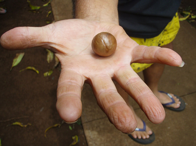 A shelled Macadamia Nut