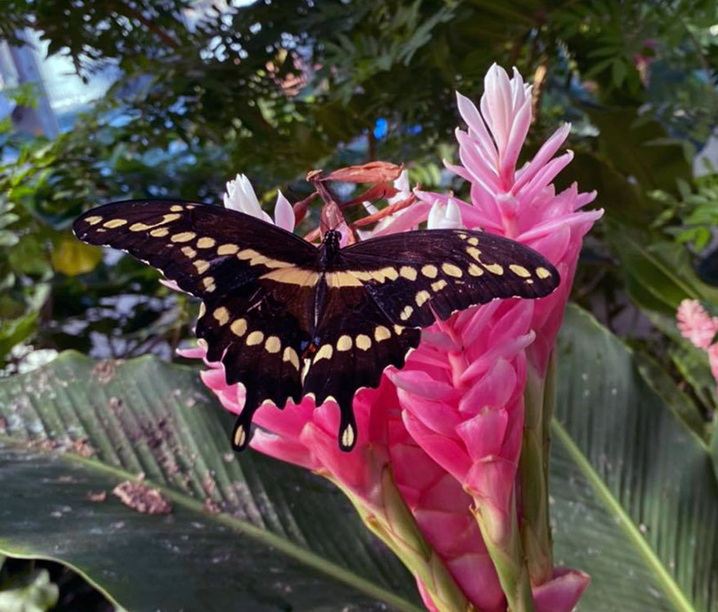 Butterfly & Nature Conservatory,