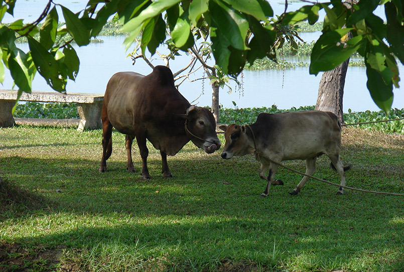 Two working cows at Coconut Lagoon