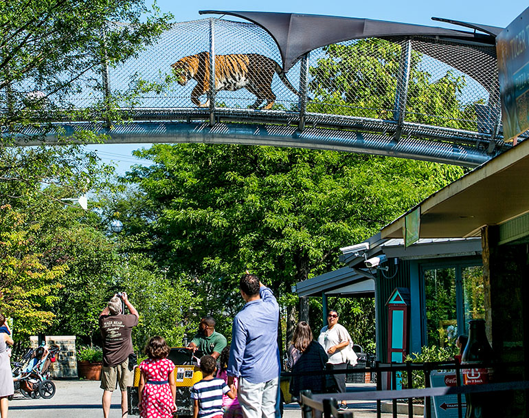 The amazing Big Cat Crossing at the Philadelphia Zoo