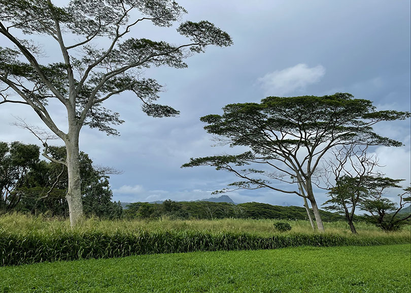 African Caopy Trees in Kauai