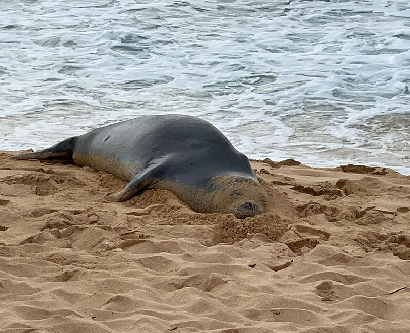 Hawaiian Monk Seal tanning at the beach
