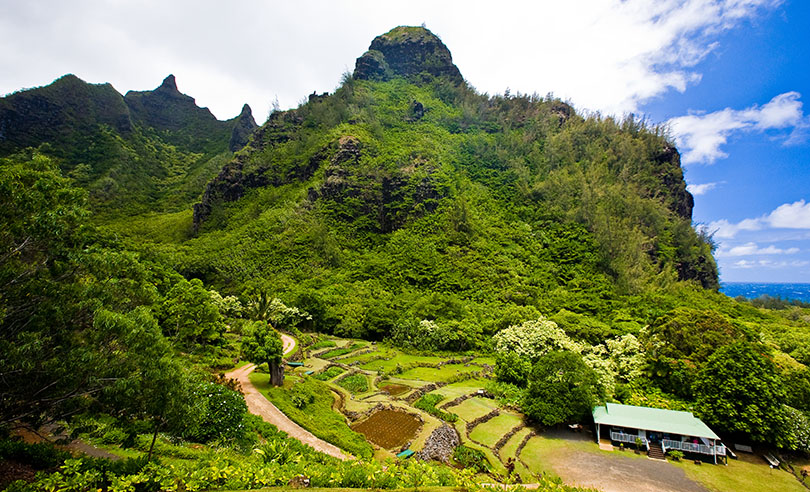 A terraced field growing popular taro on Kauai Travel Tips