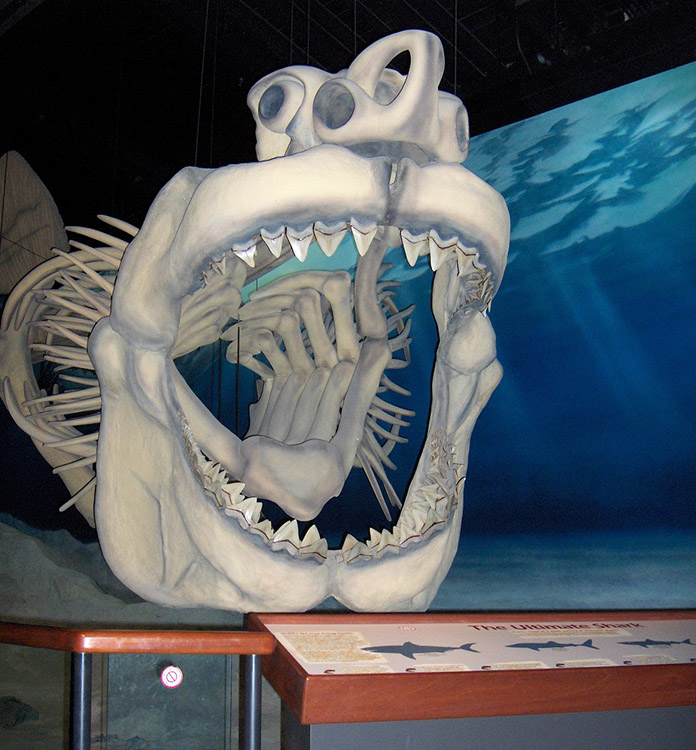 Megaladon Shark skeleton at Calvert Marine Museum