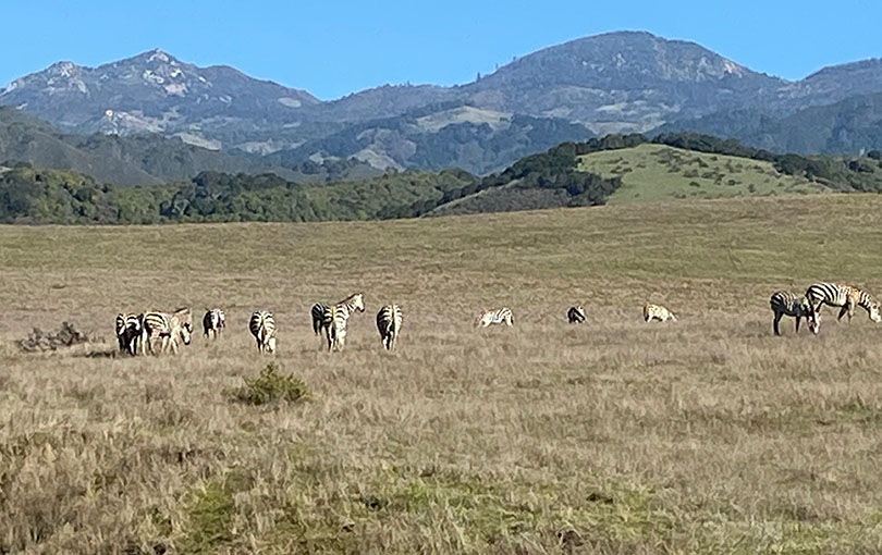 Zebras roaming the grounds at Hearst Castle; (c) Soul Of America