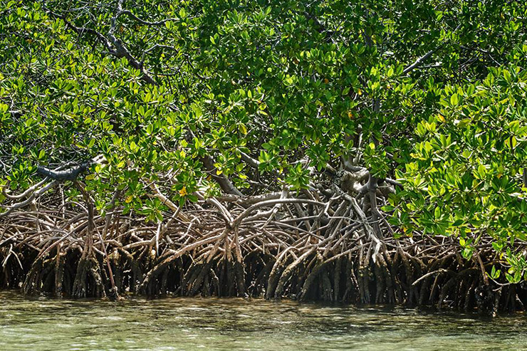 Martinique mangrove; (c) Richard Haughton