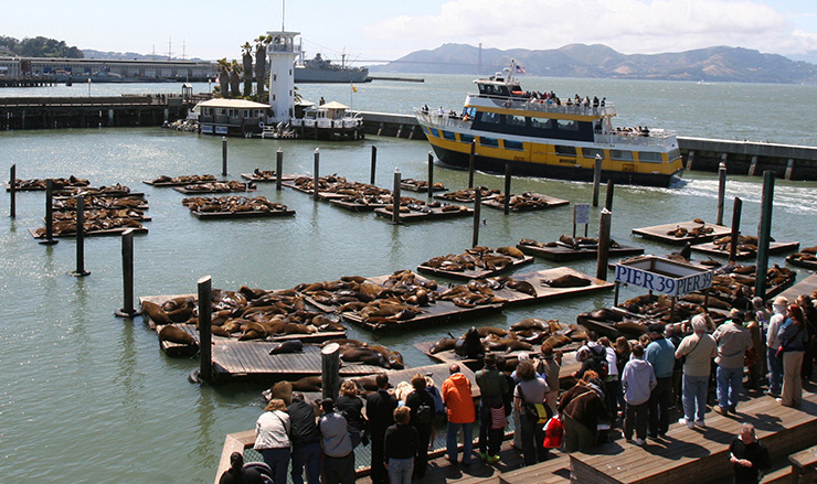 Pier 39 sea lions; San Francisco; (c) Soul Of America